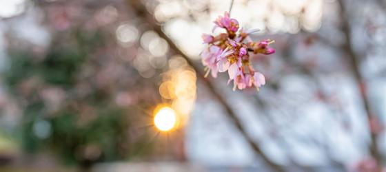 firore rosa in primo piano e sulo sfondo un tramonto appena visibile, immagine rilassante
