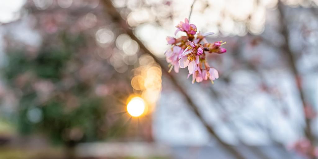 firore rosa in primo piano e sulo sfondo un tramonto appena visibile, immagine rilassante